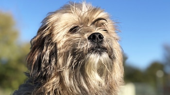 Su peculiar similitud con Chewbacca,