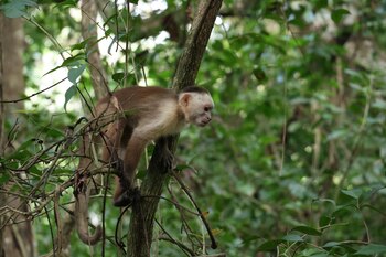 Monos muertos en Tolima alertaron