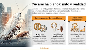 Infografía sobre cucarachas con una blanca grande, dos marrones, edificios, diagramas de ADN, reloj, casa, gráfico de barras, y tres secciones de texto con Infobae.