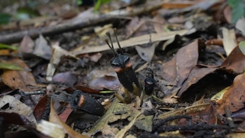Descubren una nueva “flor del diablo” en un parque nacional de Tailandia