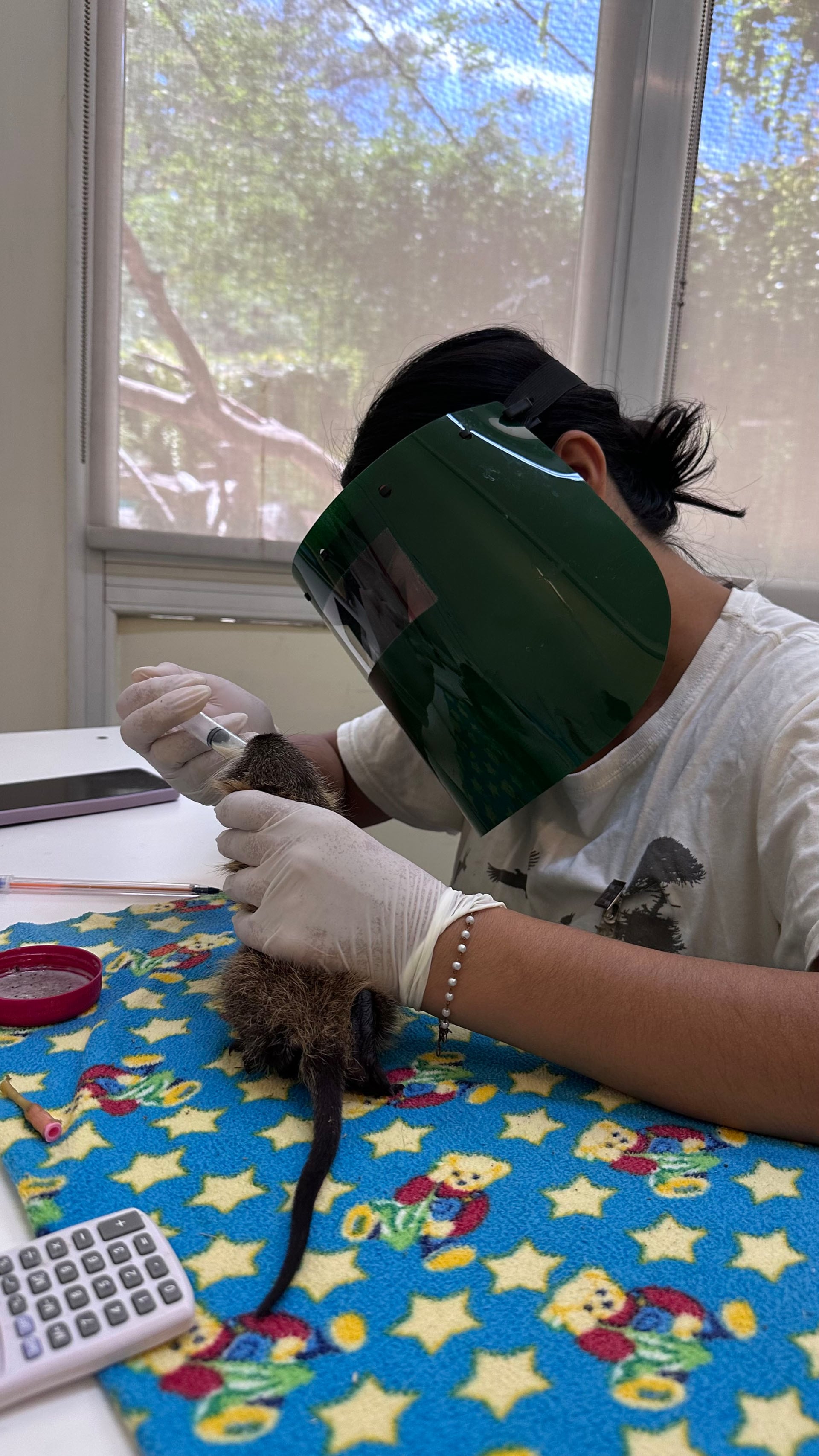 El equipo veterinario utiliza máscaras y peluches para que los animales no reconozcan a las personas como figuras maternas (Temaiken)