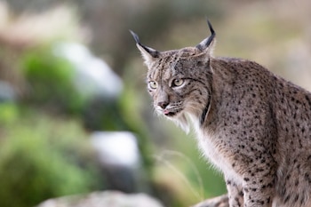 Un lince en el Cortijo