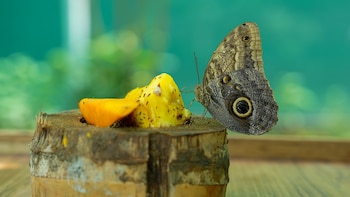 Panamá inaugura un nuevo refugio natural en plena capital para proteger la biodiversidad tropical