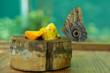 El nuevo mariposario permitirá observar especies emblemáticas como la morfo azul, la mariposa búho y la polidama, importantes para la polinización de los ecosistemas. Tomada de MiAmbiente
