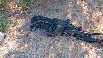 Foto: Facebook/RiNoticias