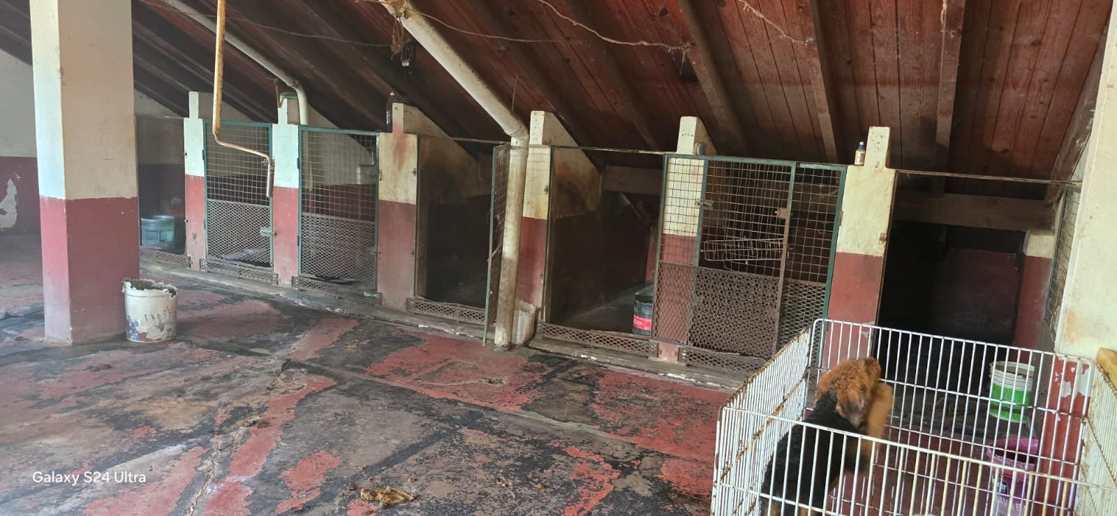 Veterinarios confirmaron que los 23 perros carecían de plan sanitario y sufrían graves riesgos de salud por suciedad y falta de espacio