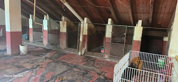 Veterinarios confirmaron que los 23