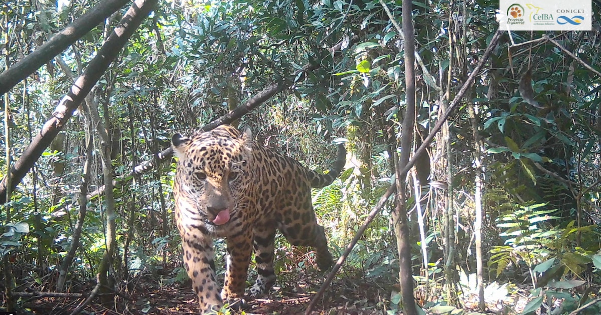 Alarma por la caída en la población de yaguaretés en la Selva Misionera ...
