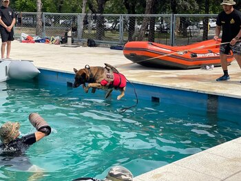 Los perros policía continúan su