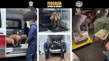 Rescatan a cuatro niños que eran explotados en una recicladora de Tultitlán, dos de ellos con reporte de desaparición activo. FGJEM