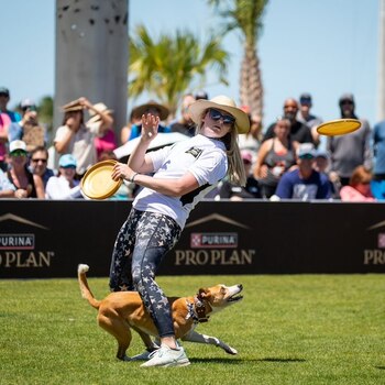 Flynn, mezcla de border collie
