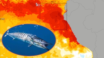 Mapa de anomalías de temperatura del mar en la costa de Sudamérica, con zonas rojas y naranjas, y una foto ovalada de un pez wahoo con rayas y un señuelo