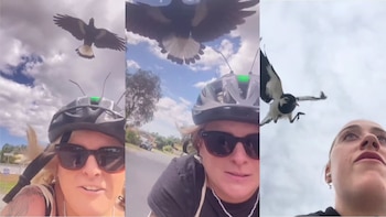 Atacues de urracas a ciclistas