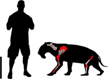 Siluetas negras de un hombre y un animal extinto sobre fondo blanco con esquemas de huesos fósiles resaltados en color rojo
