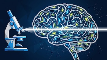 Por primera vez, científicos del MIT logran mapear un cerebro completo a nivel celular y en tiempo real