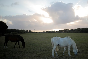Caballos pastan en un campo