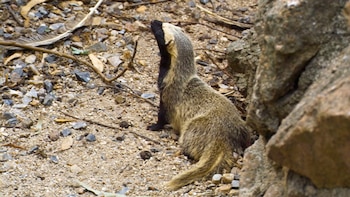 Este animal Carnívoro ágil