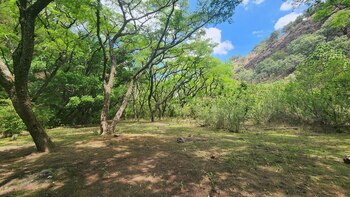 En 1980, el bosque fue