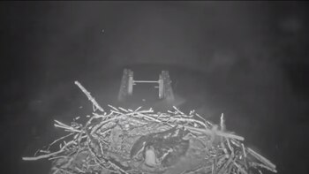 La águila extiende sus alas