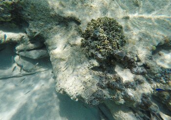 El equipo de científicos coloca