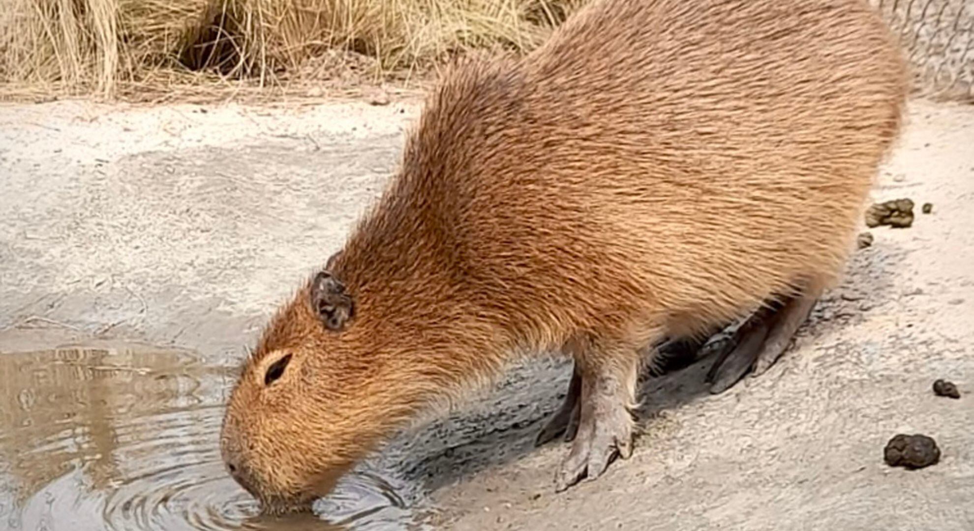 Los animales serán evaluados, con la intención de ser liberados en sus hábitats naturales