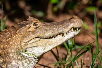 Primer plano de la cabeza de un cocodrilo de piel escamosa color marrón, con dientes afilados visibles y hojas de hierba verde