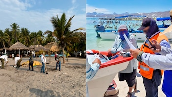 Rescataron nidos de tortuga y liberaron a un cocodrilo durante Operativo Semana Santa 2026 implementado en 14 estados