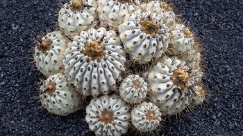 Imagen de un ejemplar de