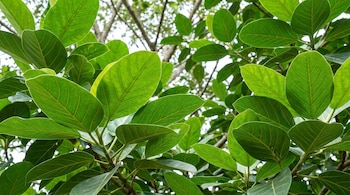 Numerosas hojas verdes grandes de ficus, con nervaduras visibles, en ramas y follaje. Fondo de ramas y luz brillante borrosa.