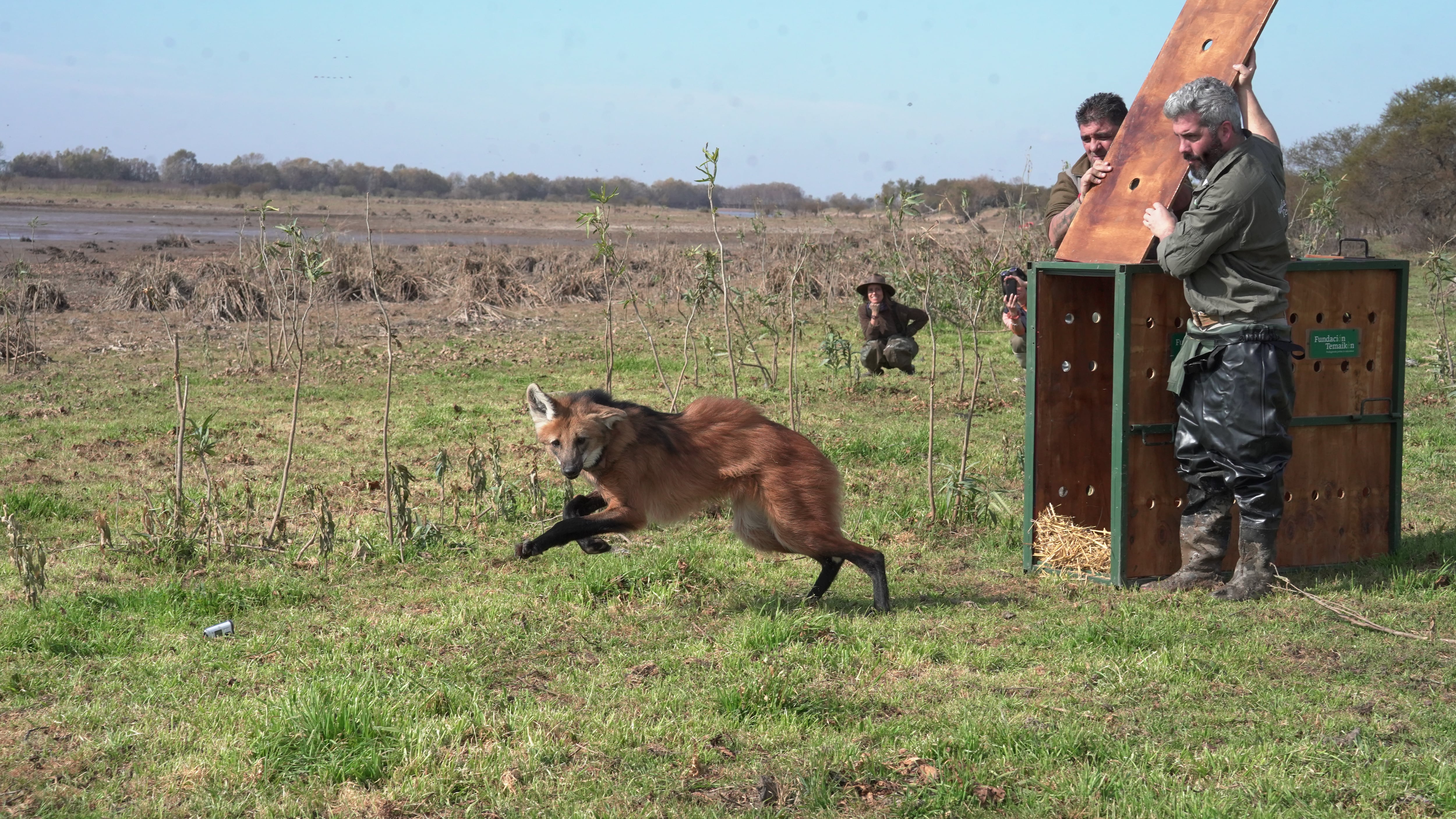 La especie habita en nueve provincias argentinas y figura categorizada como vulnerable a nivel nacional debido a la fragmentación de su ambiente. (Fundación Temaikén)