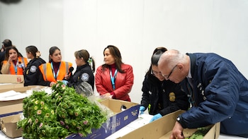 La importación de flores en