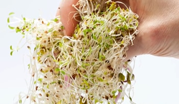 Una mano sostiene un grupo de brotes de alfalfa fresca frente a un fondo blanco