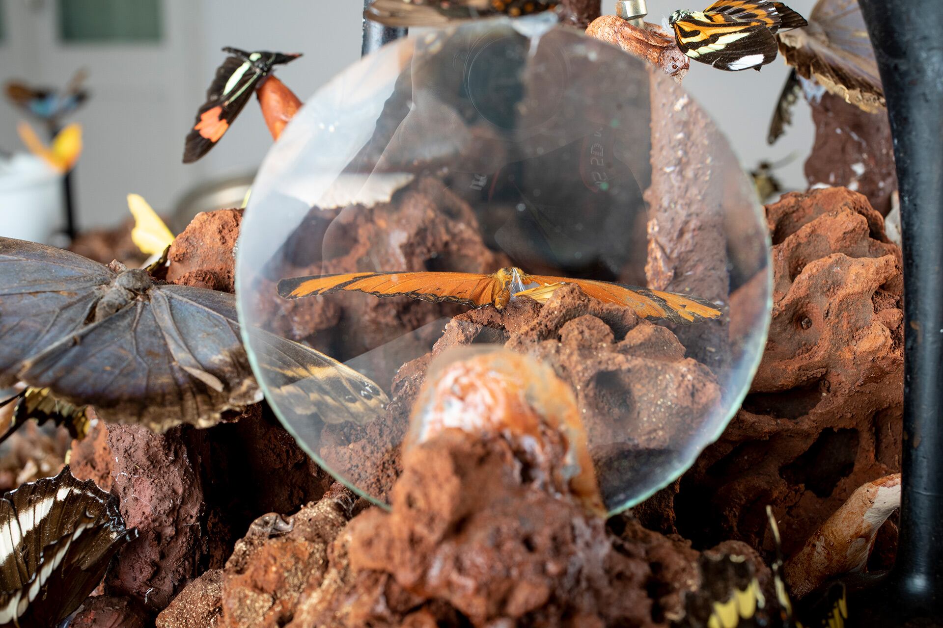 Las vanitas de la última sala contiene 350 mariposas donadas al artistas, cuando fallecen, por el santuario Santa Ana, de Misiones