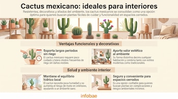 Infografía sobre cactus mexicanos para interiores, con ilustraciones de plantas, viviendas, personas y texto de beneficios. Incluye logo Infobae.
