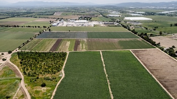 Temporada de 'Cyclospora': los alimentos en EE. UU. son seguros, según un funcionario de la FDA,