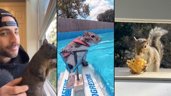 Día Mundial de la Ardilla: