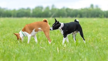 El lenguaje secreto de los perros: qué significa olerse el trasero. (Foto: Difusión)