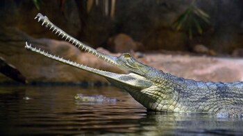Cocodrilo gavial de la India,