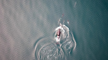 Los investigadores registraron 25 ocasiones