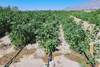 La quinua puede completar su