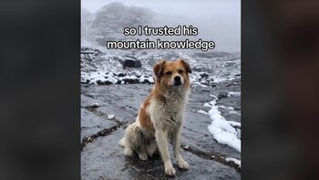 Un perro callejero salva a