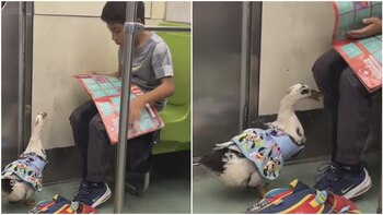 Niño y su pato viajaron