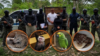 Detienen a hondureño en Olancho por tener un jaguar, una pitón y otras especies silvestres como mascotas