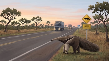 7 puentes de cuerda y 10 pasos subterráneos: el plan de Brasil para transformar la ruta más letal para la fauna local