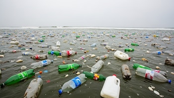 Investigadoras de la UNAM identifican