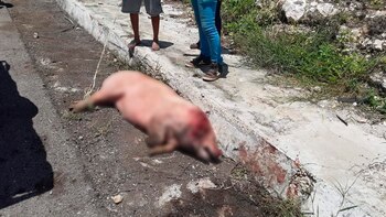 Algunos ciudadanos optaron por matar