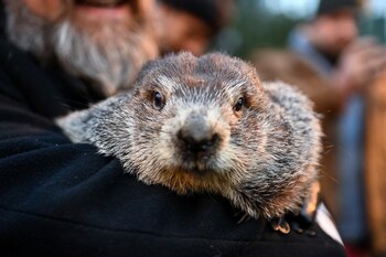 Para este año la marmota Phil ha predicho que el verano va a tardar seis meses más (REUTERS/Alan Freed)