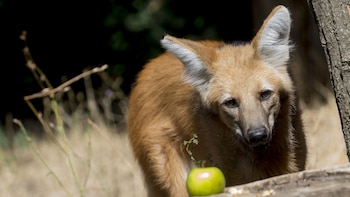 Las largas patas del lobo