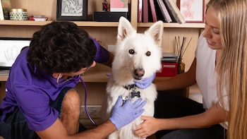 Un veterinario con guantes y estetoscopio revisa un perro White Swiss Shepherd Dog blanco. Una mujer sujeta al perro. Un estante con libros al fondo