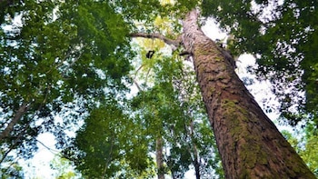 El angelim rojo se encuentra